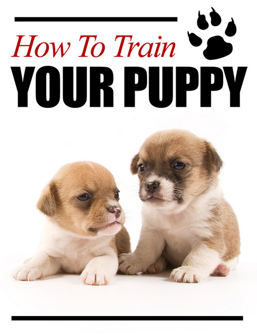 Product picture HowToTrainYourPuppy - Quality PLR Download